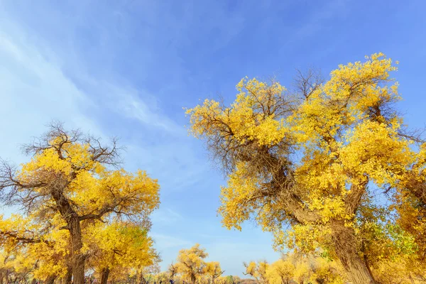 Mongolia Wewnętrzna, Chiny Populus euphratica — Zdjęcie stockowe