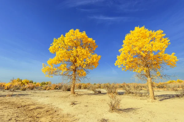 Mongolia Wewnętrzna, Chiny Populus euphratica — Zdjęcie stockowe