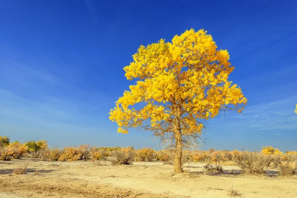 Mongolia Wewnętrzna, Chiny Populus euphratica — Zdjęcie stockowe