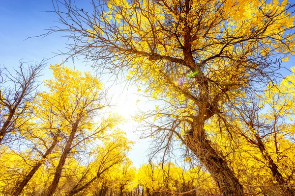 Mongolie intérieure, Chine Populus euphratica — Photo