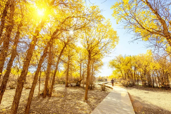 Innere Mongolei, China Populus euphratica — Stockfoto