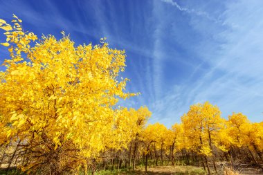 İç Moğolistan, Çin Popüler coşkusu
