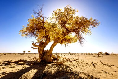 İç Moğolistan, Çin Popüler coşkusu