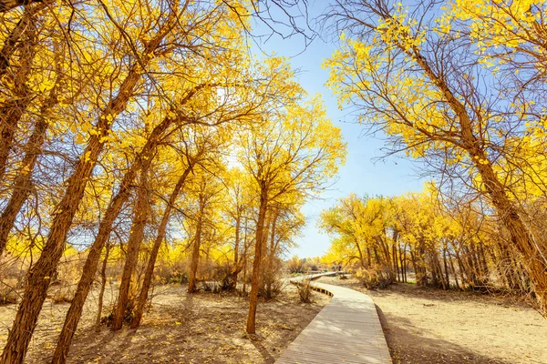 Innere Mongolei, China Populus euphratica — Stockfoto