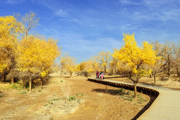 Inner Mongolia, China Populus euphratica — Stock Photo, Image