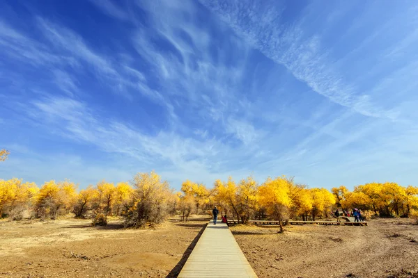 Inner Mongolia, China Populus euphratica — Stock Photo, Image