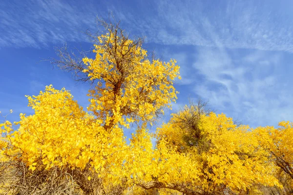 Binnen-Mongolië, China Populus euphratica — Stockfoto