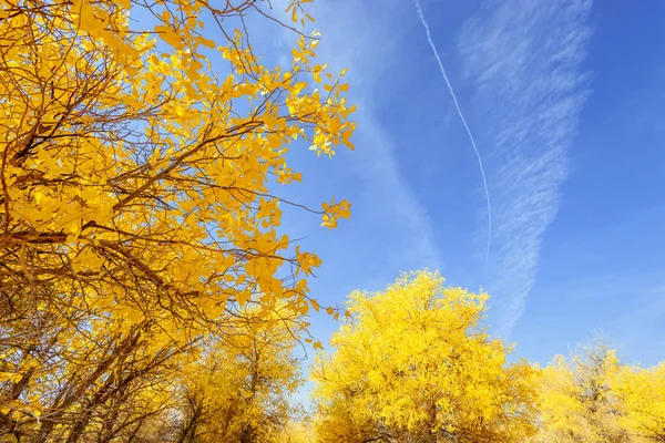 Binnen-Mongolië, China Populus euphratica — Stockfoto