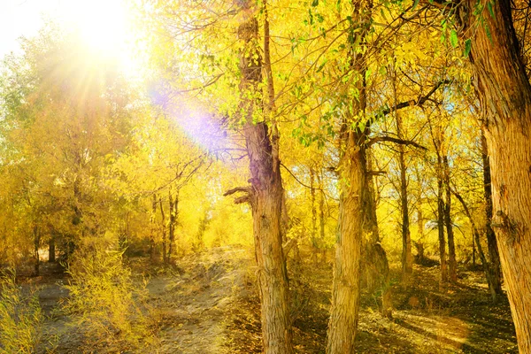 Inner Mongolia, China Populus euphratica — Stock Photo, Image