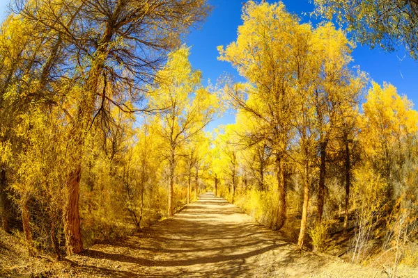 Inner Mongolia, China Populus euphratica — Stock Photo, Image