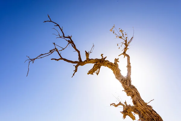 Mongolia Wewnętrzna, Chiny Populus euphratica — Zdjęcie stockowe