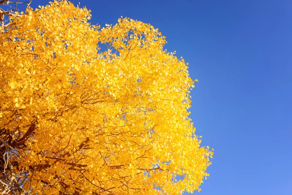 Inner Mongolia, China Populus euphratica — Stock Photo, Image