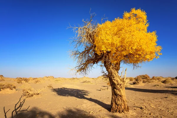 Mongolia Wewnętrzna, Chiny Populus euphratica — Zdjęcie stockowe