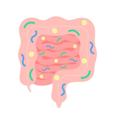Laktübasili mikro flora bağırsağı ve sağlıklı bağırsak. Sağlık iç sindirim sistemi. Gastrointestinal organda yararlı bakteriler var. Vektör çizgi film illüstrasyonu