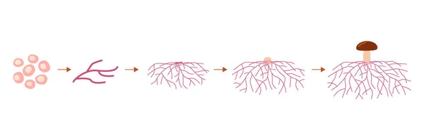 Mantar yaşam döngüsü aşamaları, spordan büyüyen miselyum. Spor filizlenmesi, miselyum genişlemesi ve formasyon ipliği. Vektör