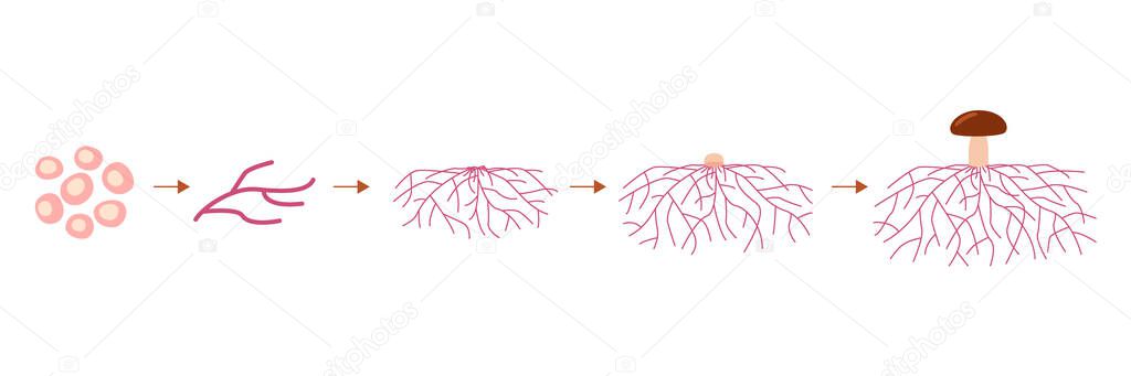 Mushroom life cycle stages, growth mycelium from spore. Spore germination, mycelial expansion and formation hyphal knot. Vector