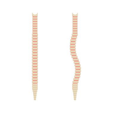 Vertebral sırt sütunu, omurganın sağlıklı ve kıvrımlı. Omurga düz ve kavisli skolyoz. Vektör illüstrasyonu