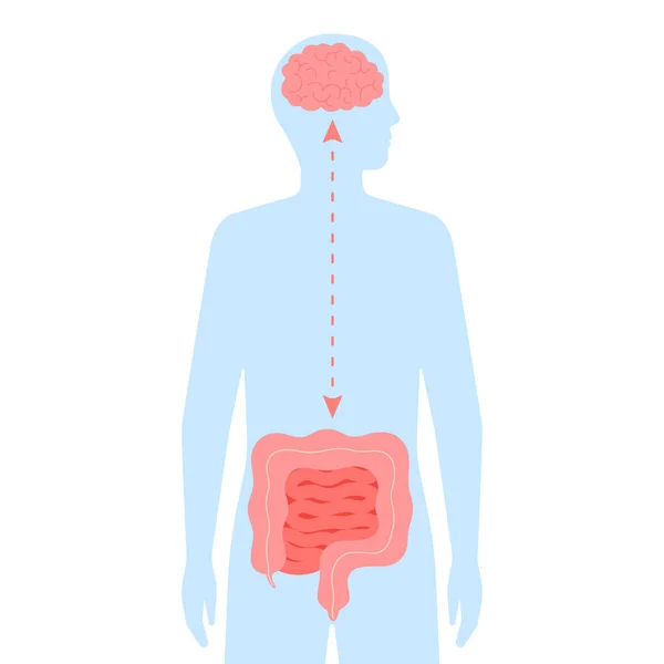 Relação Saúde Cérebro Intestino Conexão Saudável Cérebro Humano Intestino Segundo — Vetor de Stock