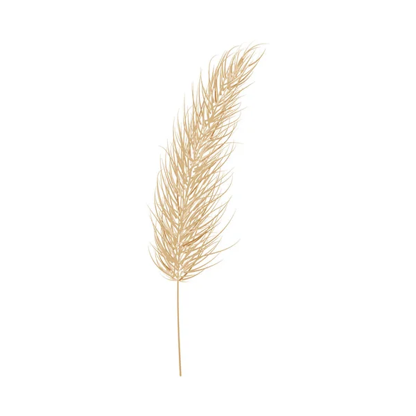 Hierba seca de pampas. Una rama de pasto pampeano. Panícula, cabeza de flor de plumas. Vector — Vector de stock