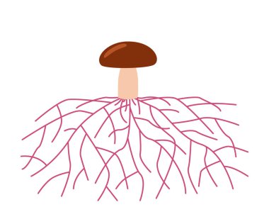 Mushroom life, growth mycelium from spore. Spore germination, mycelial expansion and formation hyphal knot. Vector illustration clipart