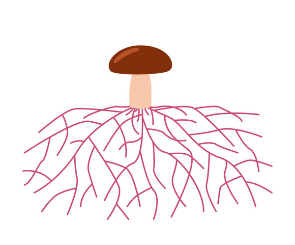 Mushroom life, growth mycelium from spore. Spore germination, mycelial expansion and formation hyphal knot. Vector illustration