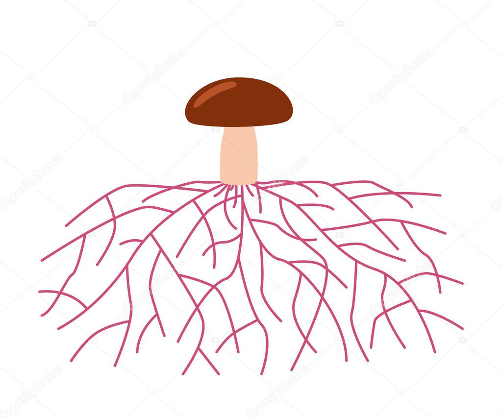 Mushroom life, growth mycelium from spore. Spore germination, mycelial expansion and formation hyphal knot. Vector illustration