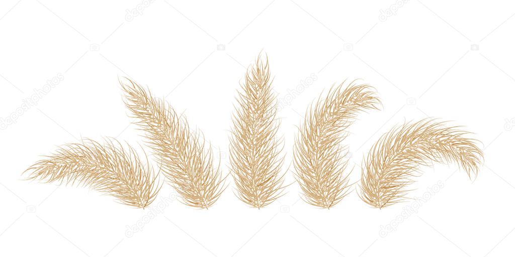 Pampas dry grass. One branch of pampas grass. Panicle, feather flower head. Vector illustration