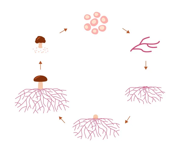 キノコのライフサイクルの段階、スポーツから菌糸体を成長させます。胞子の発芽、菌糸体の伸張と形成のハイフル結び目。ベクターイラスト — ストックベクタ