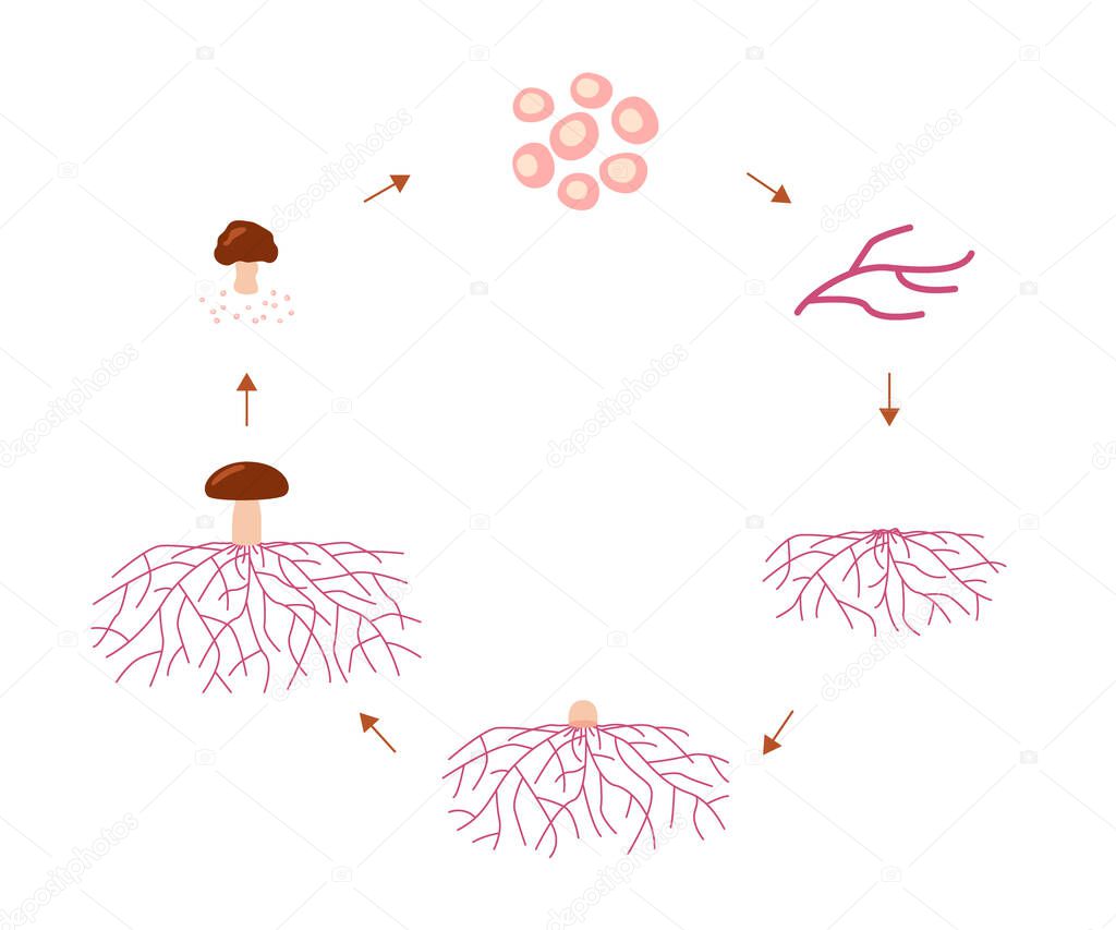 Mushroom life cycle stages, growth mycelium from spore. Spore germination, mycelial expansion and formation hyphal knot. Vector illustration