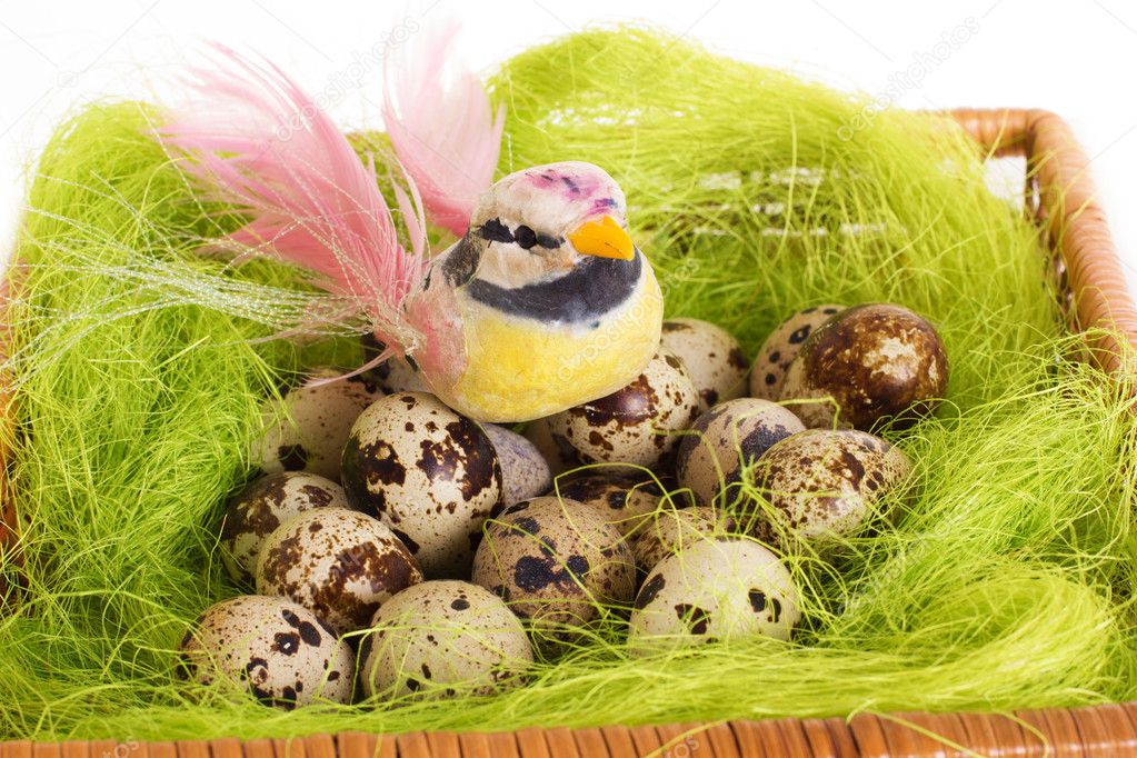 Bird sitting in a nest with Easter quail eggs on a white background