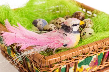 Bıldırcın yumurta beyaz zemin üzerinde bir yuva oturan kuş