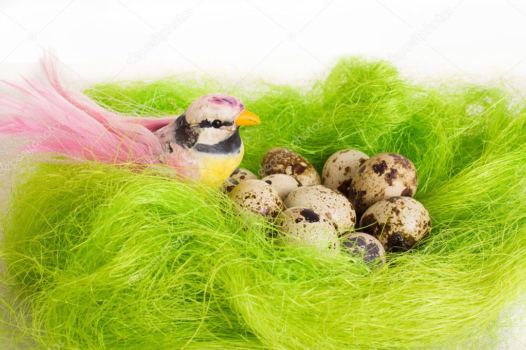 Bright bird sitting in a nest with Easter quail eggs on a white background