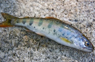 Aile Salmoniformes - oncorhynchus masou balık