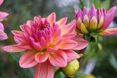 güzel sonbahar çiçekler - dahlia aster aile.