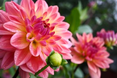 güzel sonbahar çiçekler - dahlia aster aile.