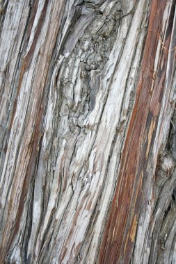 eski ahşap yüzeyin anormal doku