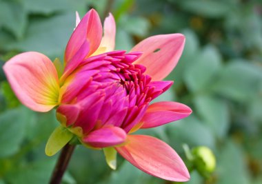 güzel sonbahar çiçekler - dahlia aster aile.