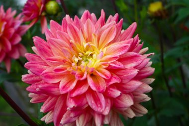 güzel sonbahar çiçekler - dahlia aster aile.