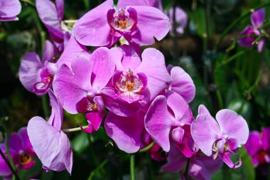 Güzel, narin orkide - Salepgiller.