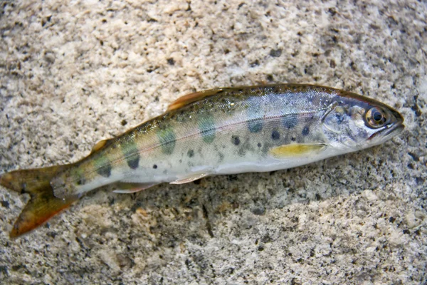 Aile Salmoniformes - oncorhynchus masou balık