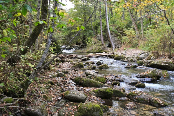Paysage forestier - forêt dense et ruisseau de montagne froid . — Photo