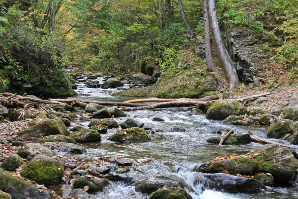 Paisaje forestal: bosque denso y arroyo frío de montaña . — Foto de Stock