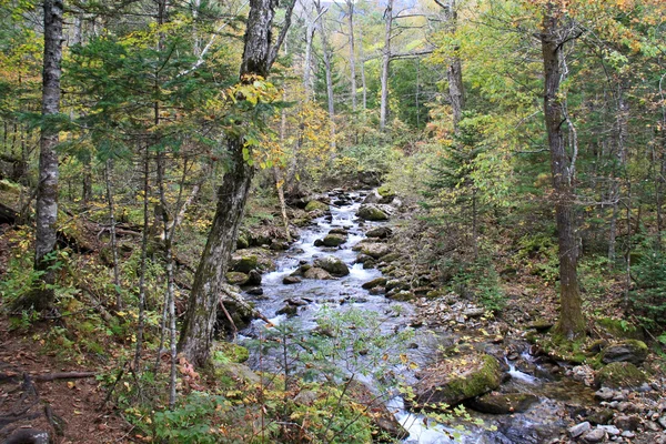 Paisaje forestal: bosque denso y arroyo frío de montaña . — Foto de Stock