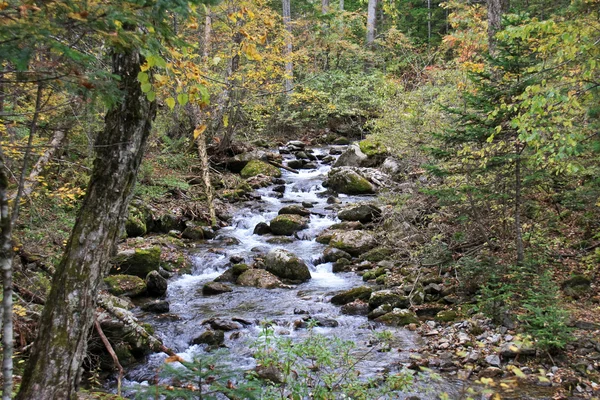 Forest landscape - dense forest and cold mountain stream. — Stock Photo, Image