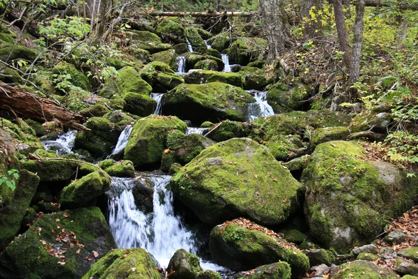 Paisagem florestal - floresta densa e fluxo de montanha frio . — Fotografia de Stock