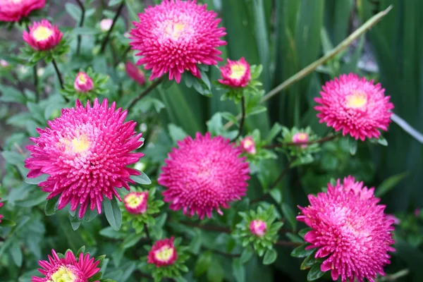 Flores de otoño brillantes asters — Foto de Stock