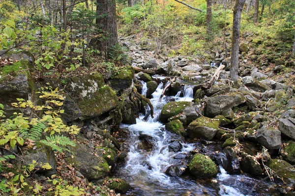 Waldlandschaft - dichter Wald und kalter Gebirgsbach. — Stockfoto