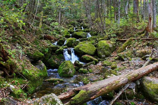 Secluded area of dense forest and a stream in the mountains. — Stock Photo, Image