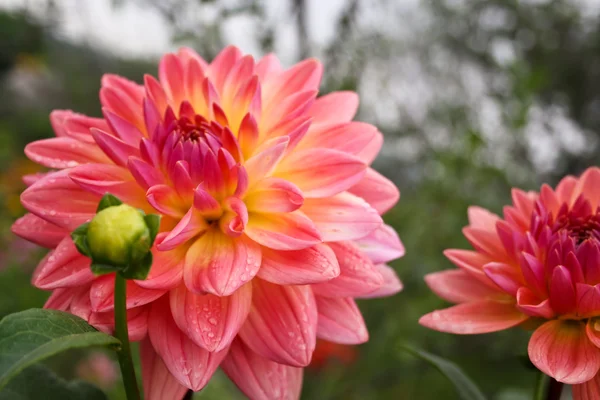 Красивые осенние цветы - Dahlia aster family . — стоковое фото