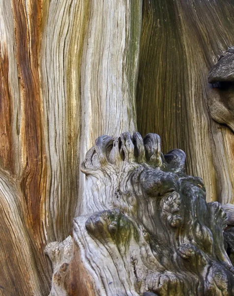 Struttura insolita della superficie del legno antico — Foto Stock